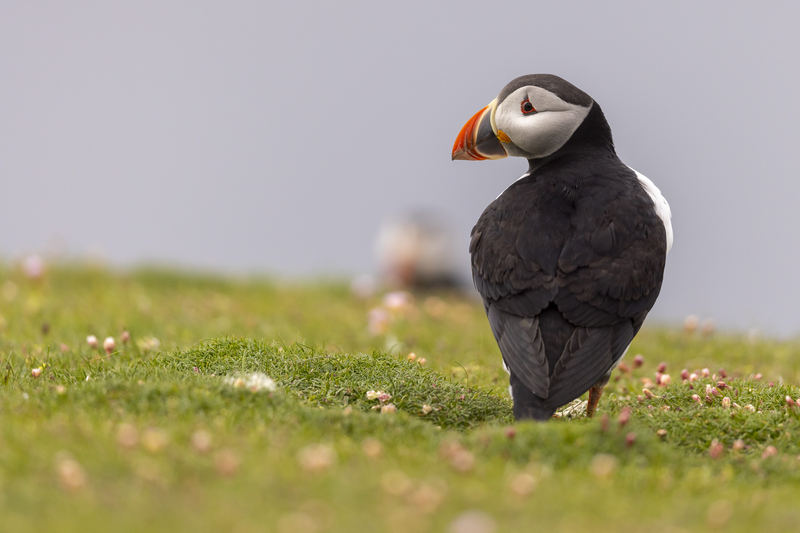 Fowlsheugh zeevogelklif